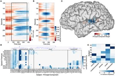 Spontaneous Neural Activity in the Superior Temporal Gyrus Recapitulates Tuning for Speech Features